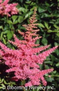 Astilbe x japonica 'Rhineland'