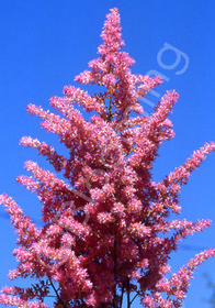 Astilbe x arendsii 'Hyacinth'