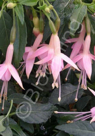 Fuchsia 'White Knight's Pearl'