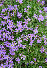 Aubrieta  'Dr. Mules'