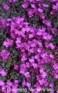 Aubrieta 'Lamb's Brilliant'                       