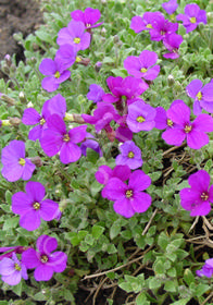 Aubrieta x cultorum 'Rokey's Purple'