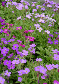 Aubrieta x cultorum Large Flowered Mix