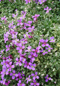 Aubrieta x cultorum 'Argenteovariegata'            