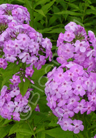 Phlox paniculata 'David's Lavender'