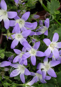 Campanula poscharskyana 'Blue Gown'