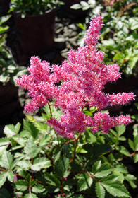 Astilbe x japonica 'Bremen'