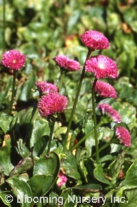 Bellis perennis 'Rob Roy'                         