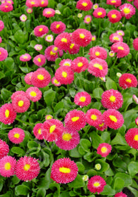 Bellis perennis 'Pomponette Red'