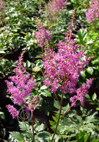 Astilbe x arendsii 'Amethyst'