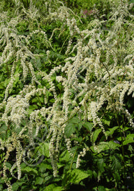 Astilbe thunbergii 'Prof. Van der Wielen'