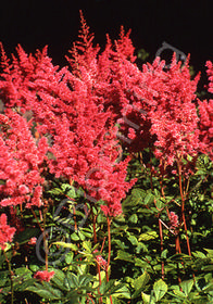 Astilbe x arendsii 'Federsee'                     