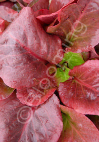 Bergenia purpurascens