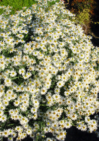 Boltonia asteroides 'Snowbank'