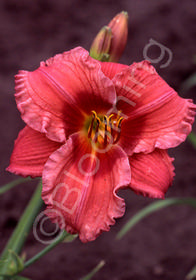 Hemerocallis 'Gordon Biggs'