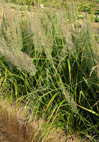 Calamagrostis arundinacea brachytricha