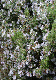 Rosmarinus officinalis 'Barbecue'