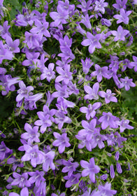 Campanula 'Birch Hybrid'