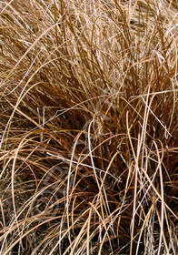 Carex flagellifera