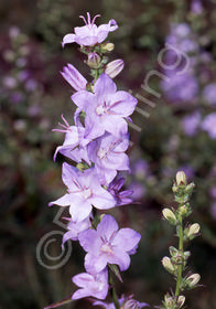 Campanula persicifolia 'Hidcote Amethyst'