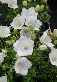 Campanula carpatica 'White Clips'