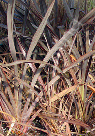 Phormium tenax 'Dark Delight'