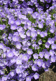 Campanula carpatica 'Karl Foerster'