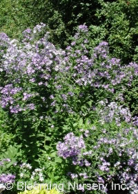 Campanula lactiflora 'Pouffe'                 