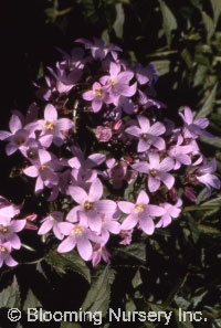 Campanula lactiflora 'Loddon Anna'            