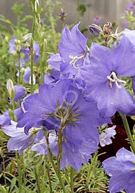 Campanula persicifolia 'Telham Beauty'