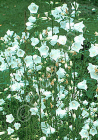 Campanula persicifolia 'Alba'