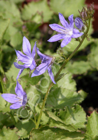 Campanula poscharskyana