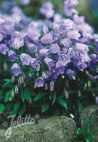 Campanula cochleariifolia 'Bavarian Blue'