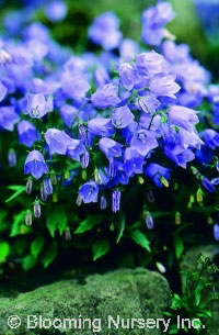 Campanula cochleariifolia 'Bavarian Blue'