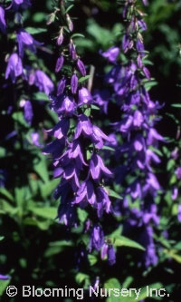 Campanula pyramidalis                             