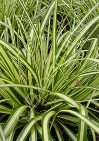 Carex morrowii 'Aureovariegata'