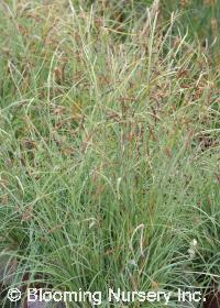 Carex nigra