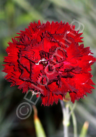 Dianthus caryophyllus Grenadin King of the Blacks'