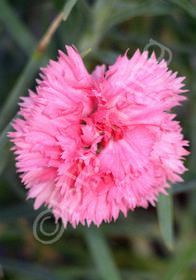 Dianthus caryophyllus 'Grenadin Pink'