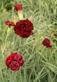 Dianthus caryophyllus 'Grenadin Cardinal Red'