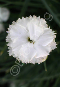 Dianthus caryophyllus 'White'