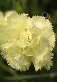 Dianthus caryophyllus 'Golden Sun'