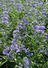 Caryopteris x clandonensis 'Blue Mist'