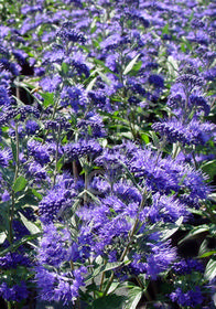 Caryopteris x clandonensis 'Dark Knight'