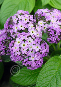 Heliotropium 'Fragrant Delight'