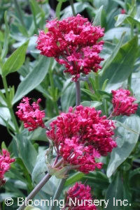 Centranthus ruber 'Coccineus'