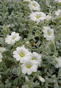 Cerastium tomentosum 'Silver Carpet'