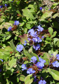 Ceratostigma plumbaginoides