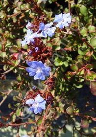 Ceratostigma griffithii