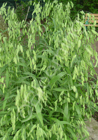 Chasmanthium latifolium 